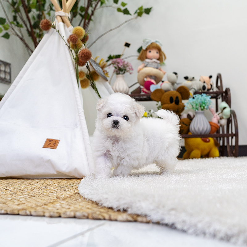 비숑프리제(Bichon Frise)