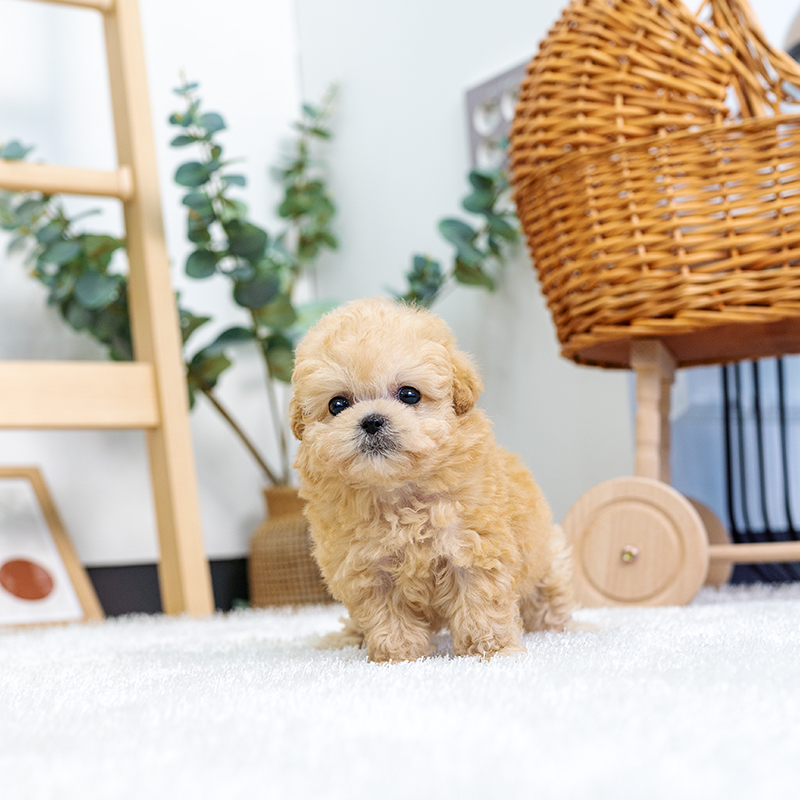 토이푸들(Toy Poodle)