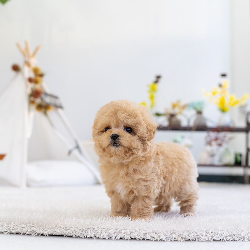 토이푸들(Toy Poodle)