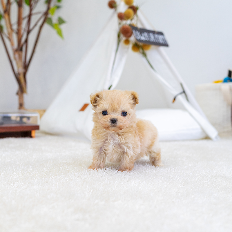말티푸(Maltipoo)