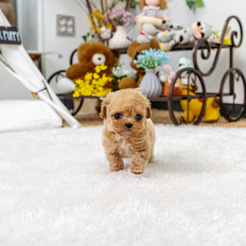 말티푸(Maltipoo)