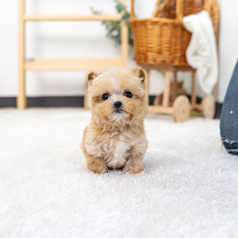 말티푸(Maltipoo)