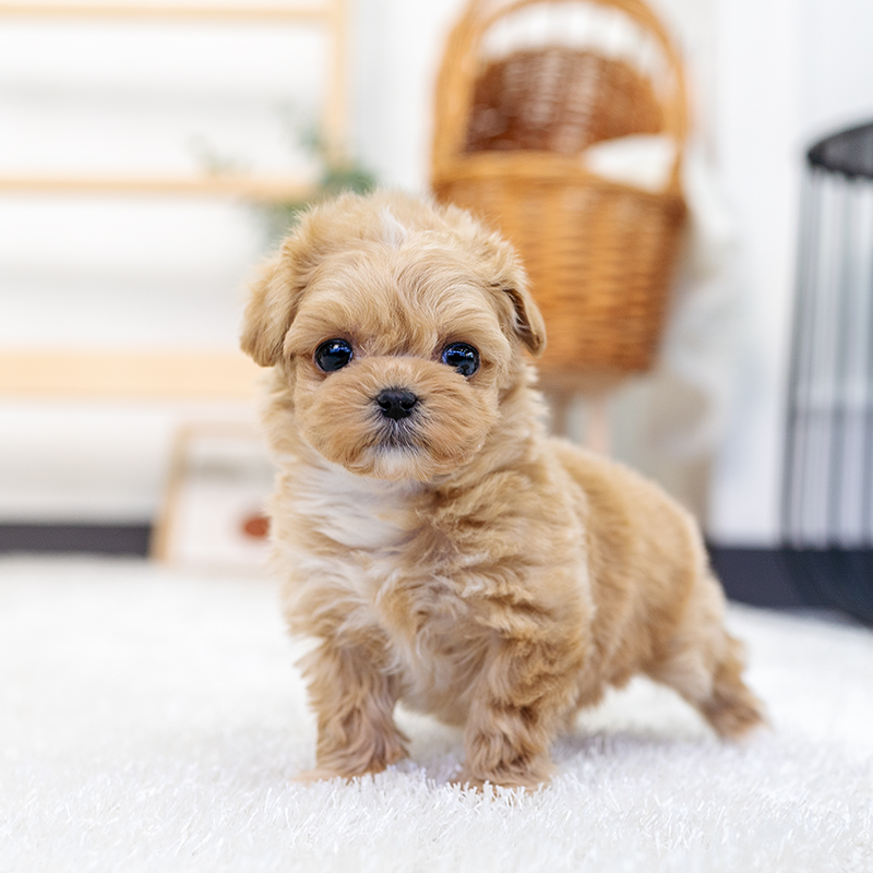 말티푸(Maltipoo)