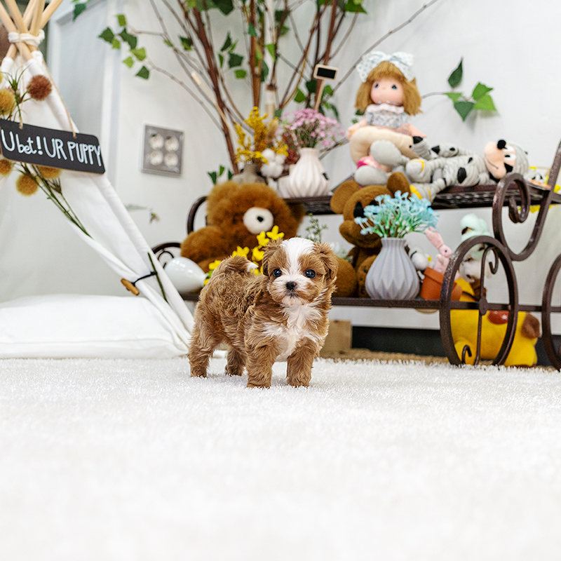 말티푸(Maltipoo)