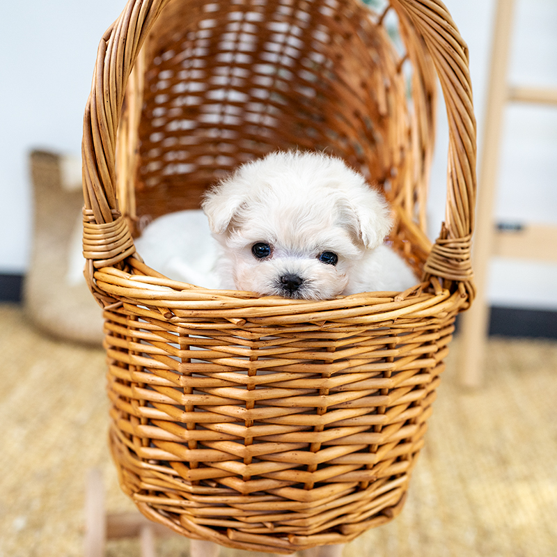 말티푸(Maltipoo)