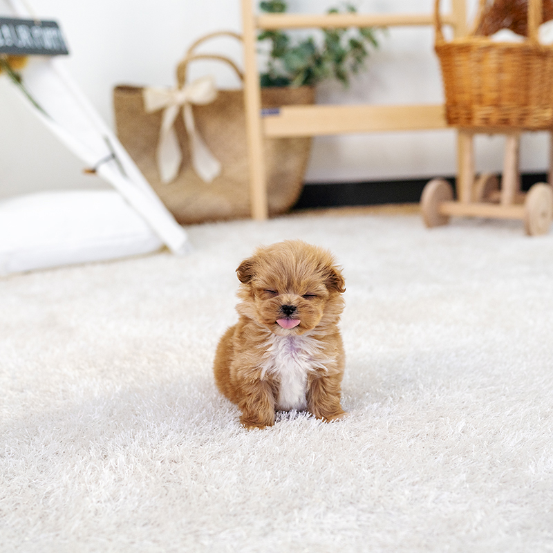 말티푸(Maltipoo)