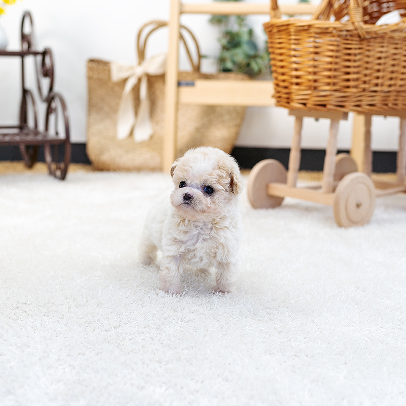토이푸들(Toy Poodle)