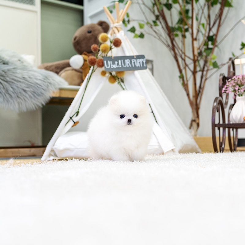 포메라니안(Pomeranian)