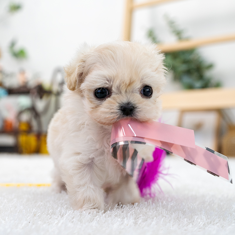 말티푸(Maltipoo)