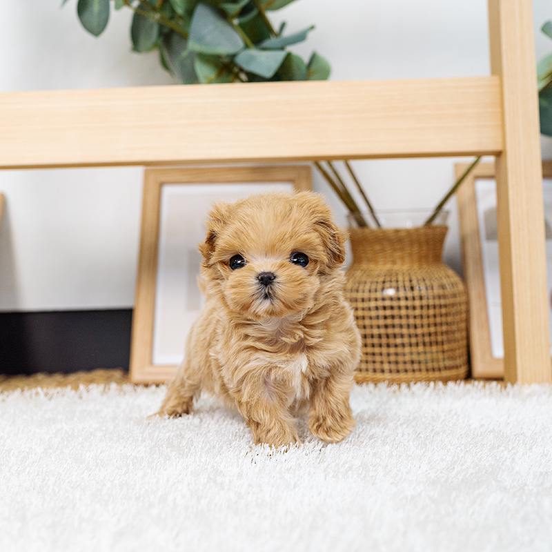 말티푸(Maltipoo)