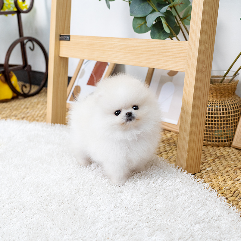포메라니안(Pomeranian)