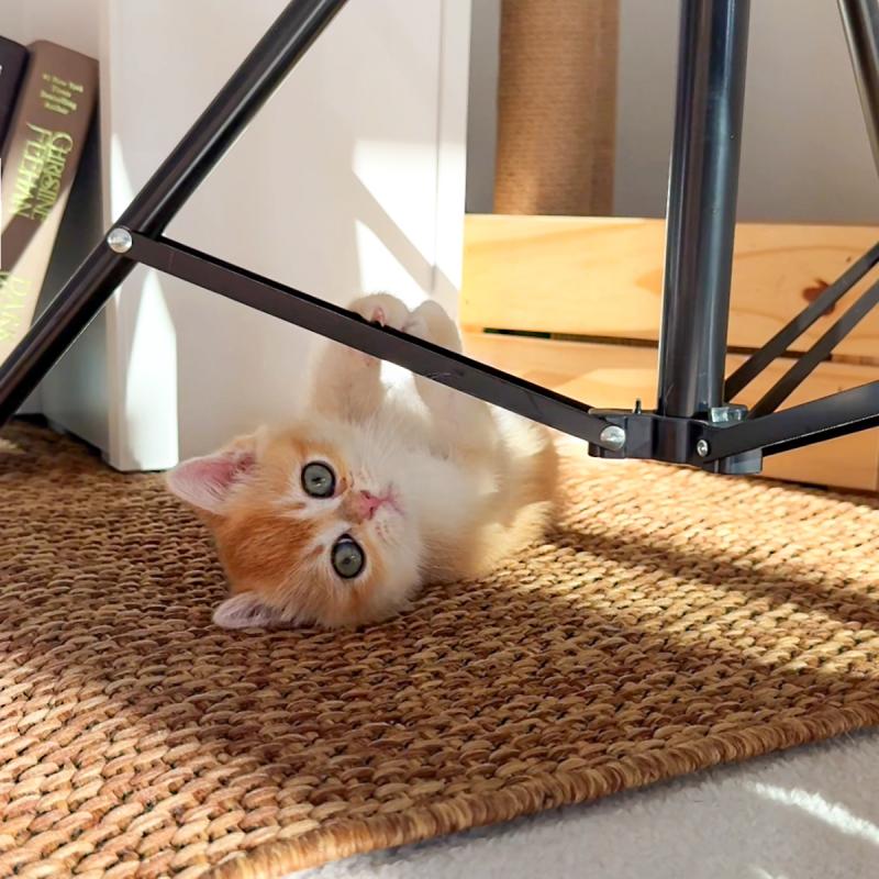 브리티시숏헤어(British Shorthair)