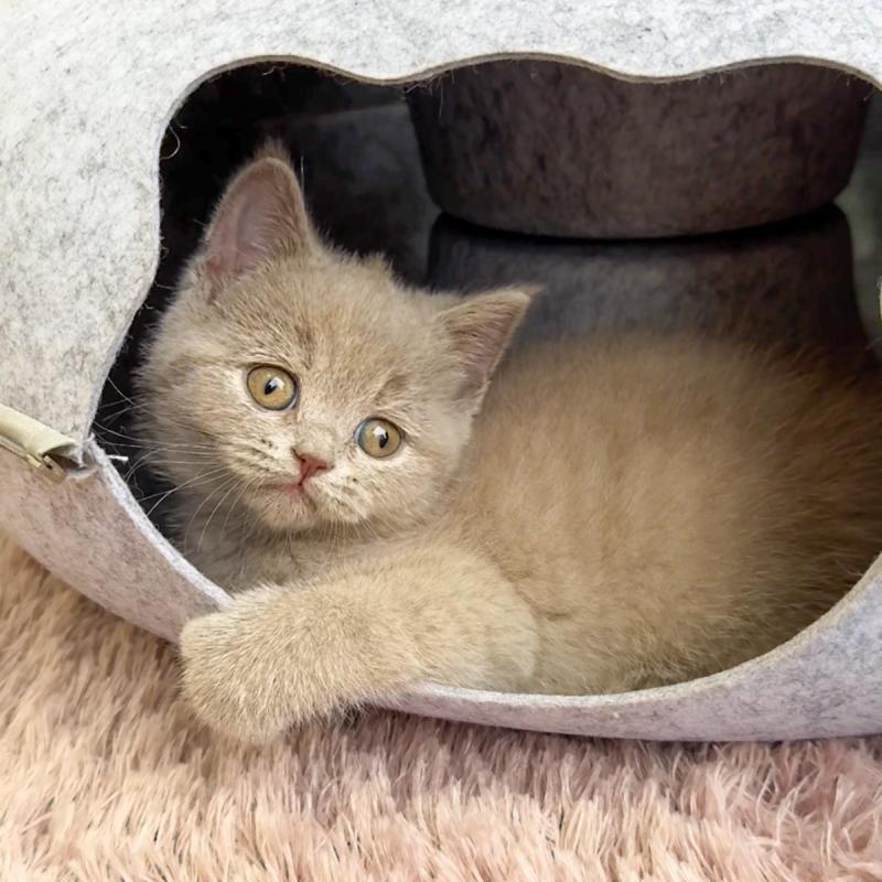 브리티시숏헤어(British Shorthair)