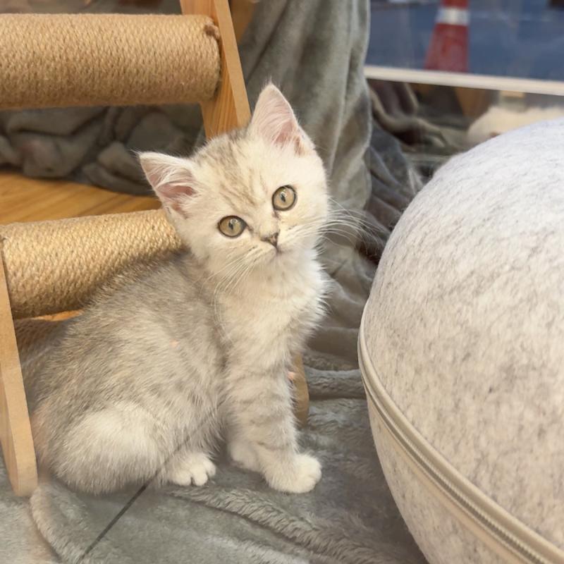 브리티시숏헤어(British Shorthair)
