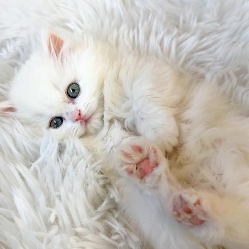 먼치킨(Munchkin)