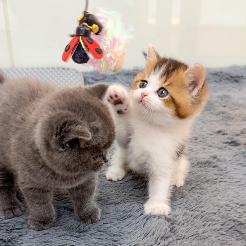 브리티시숏헤어(British Shorthair)