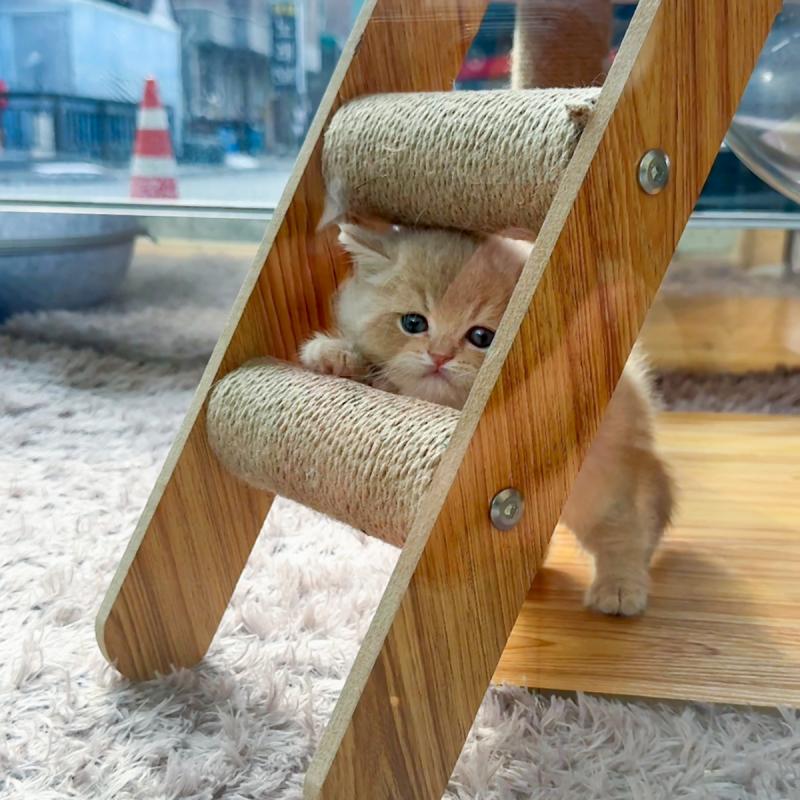 브리티시숏헤어(British Shorthair)