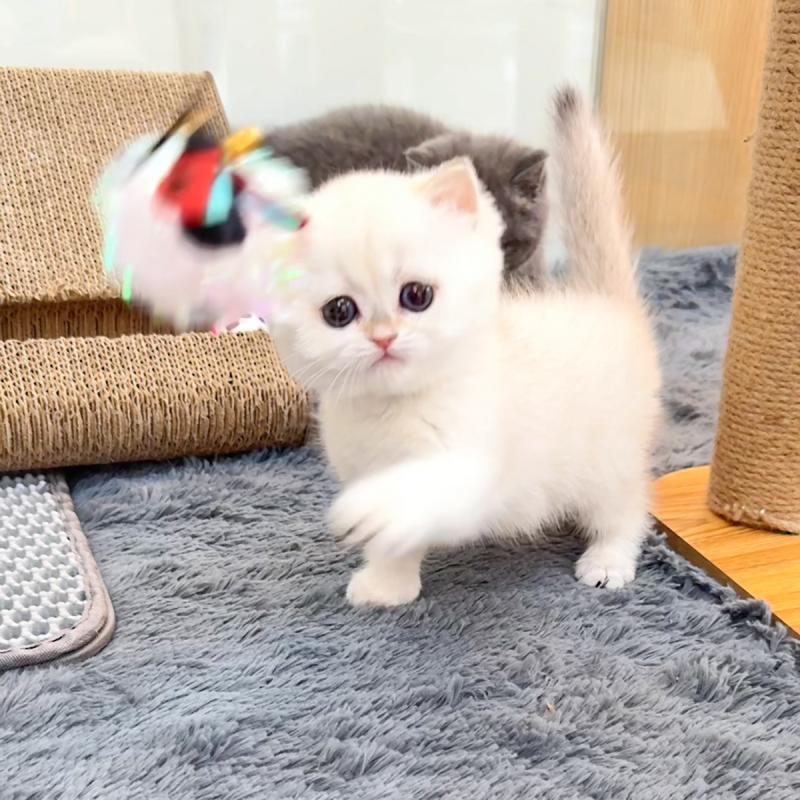브리티시숏헤어(British Shorthair)
