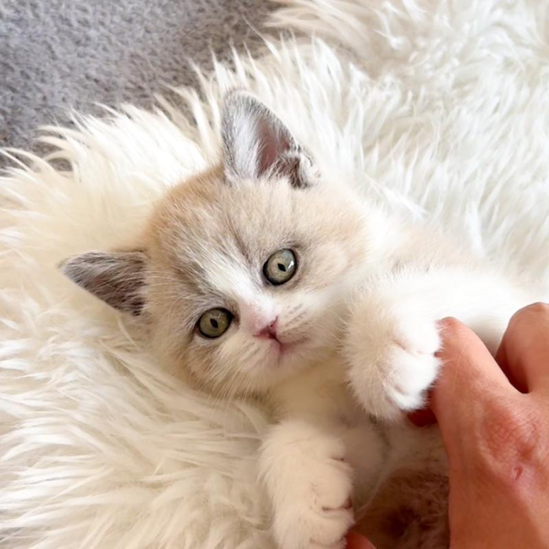 브리티시숏헤어(British Shorthair)
