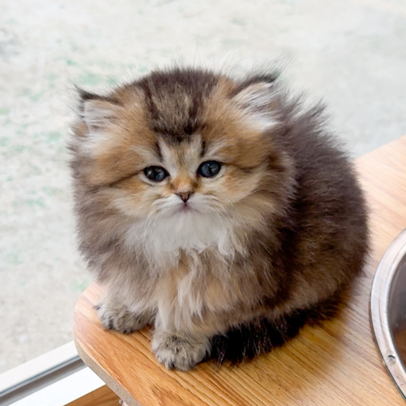 브리티쉬 롱헤어(British Longhair)
