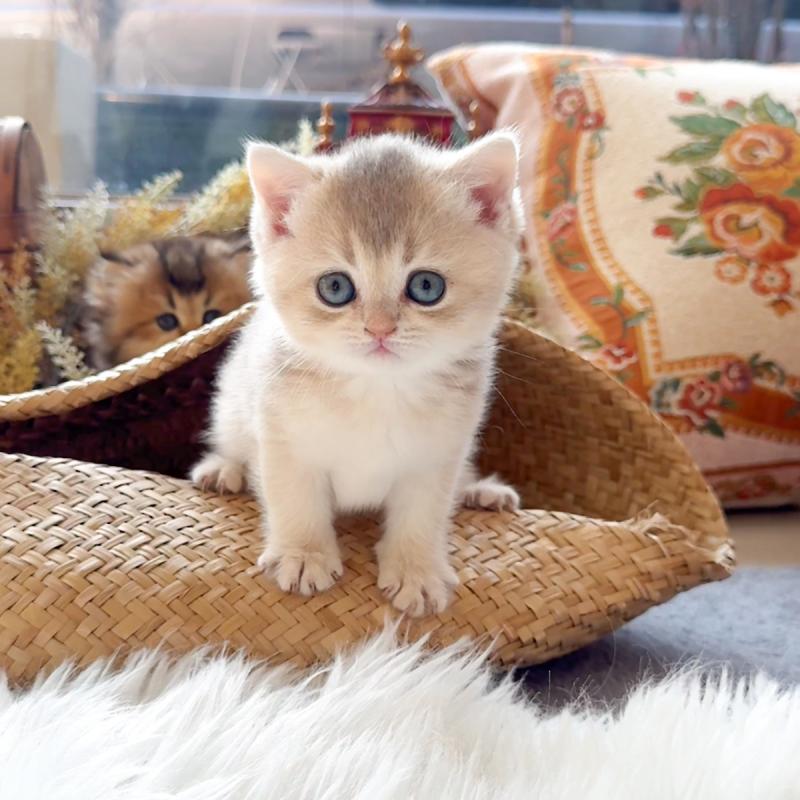 브리티시숏헤어(British Shorthair)