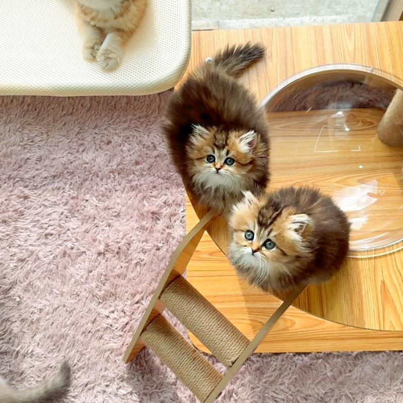 브리티쉬 롱헤어(British Longhair)