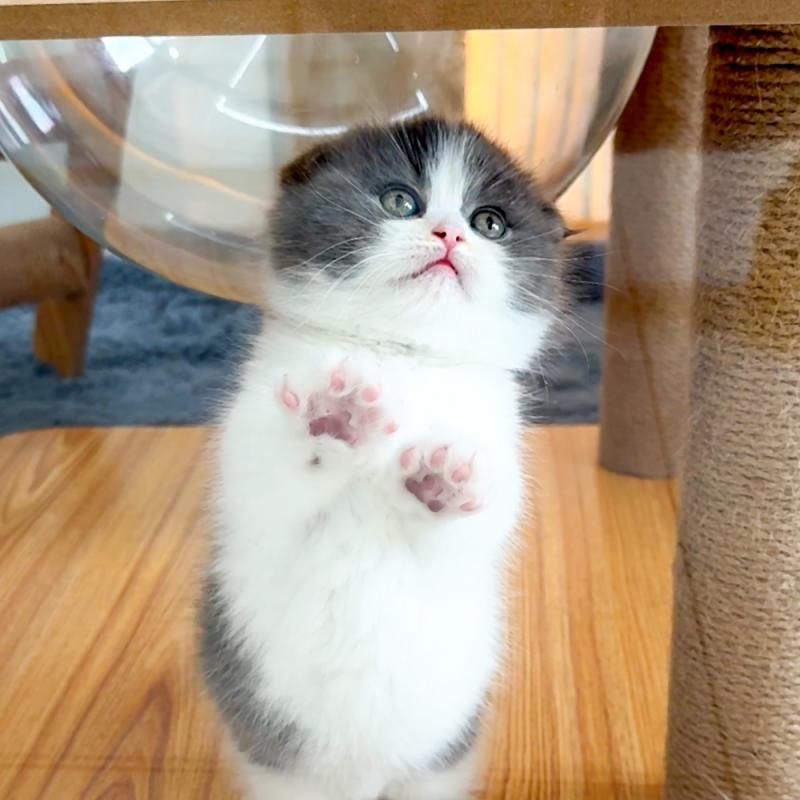먼치킨(Munchkin)