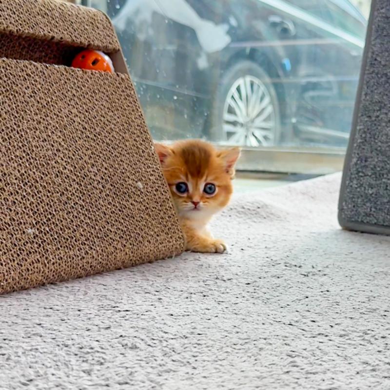 먼치킨(Munchkin)