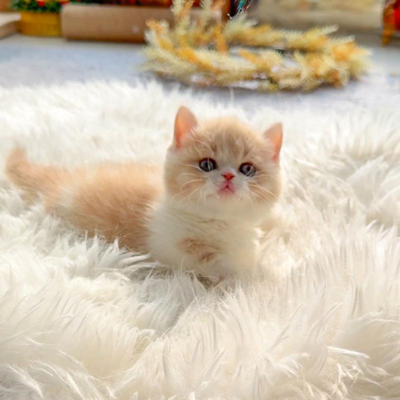 먼치킨(Munchkin)