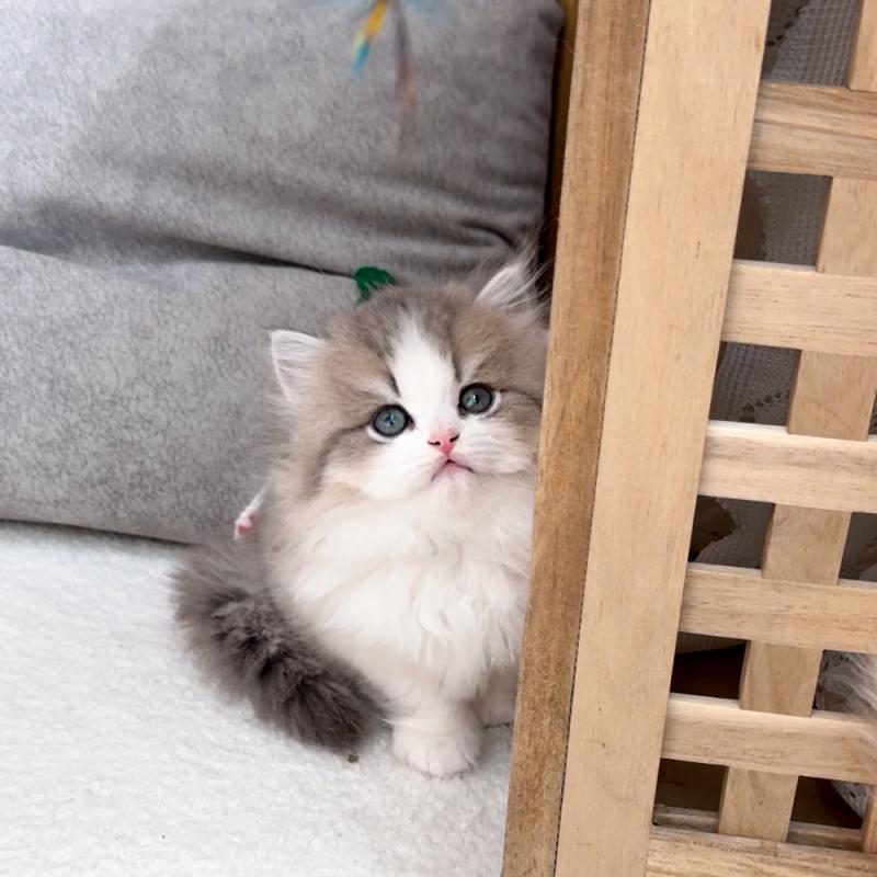 브리티쉬 롱헤어(British Longhair)