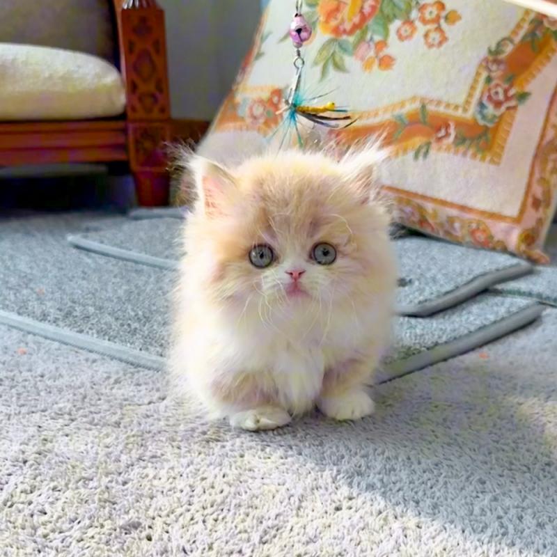 먼치킨(Munchkin)