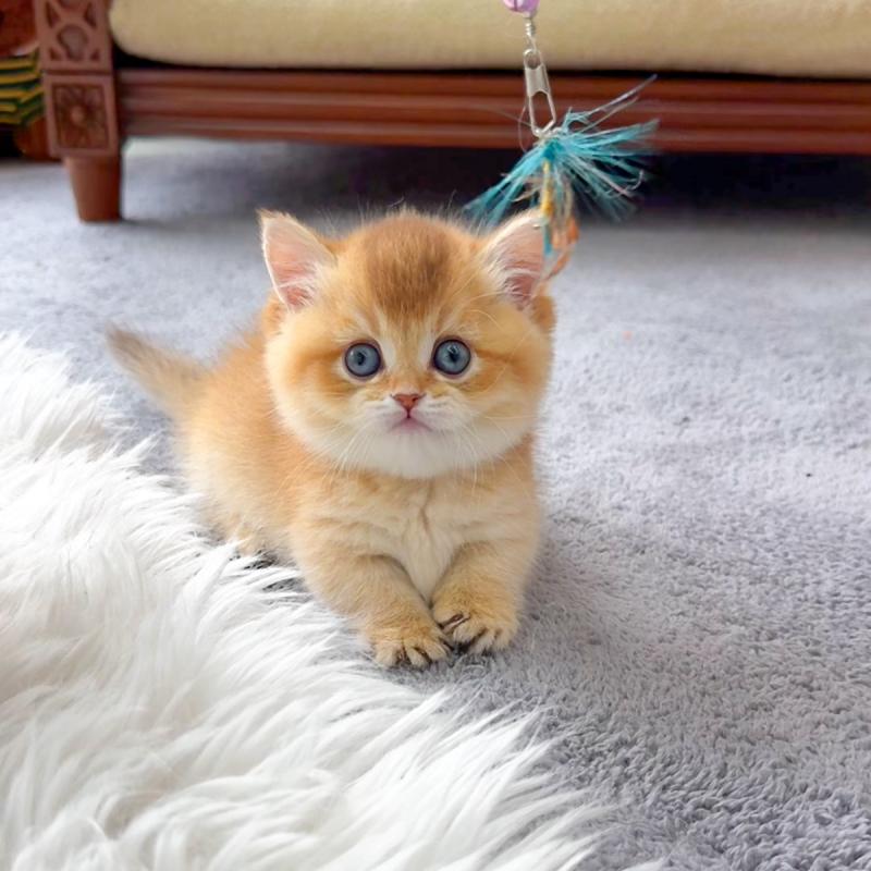 먼치킨(Munchkin)