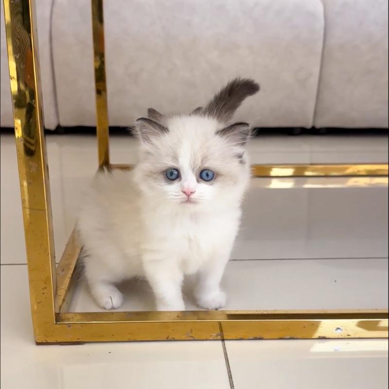 랙돌(Ragdoll)