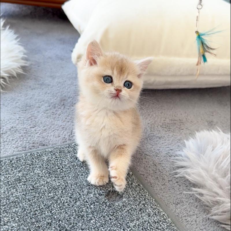 브리티시숏헤어(British Shorthair)