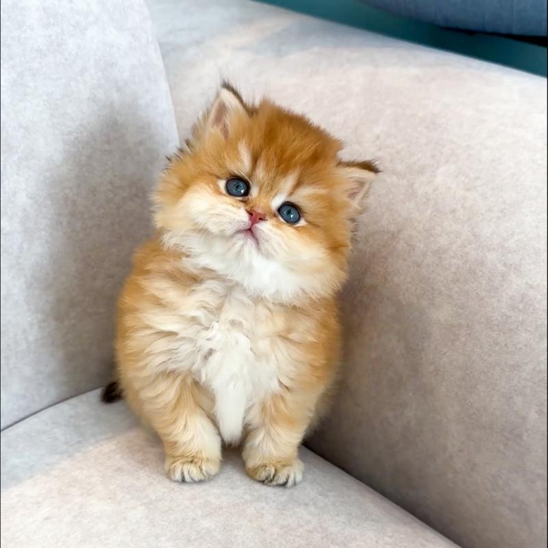 브리티쉬 롱헤어(British Longhair)