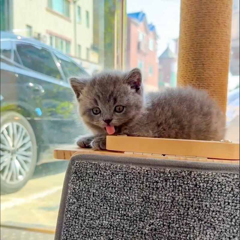 브리티시숏헤어(British Shorthair)