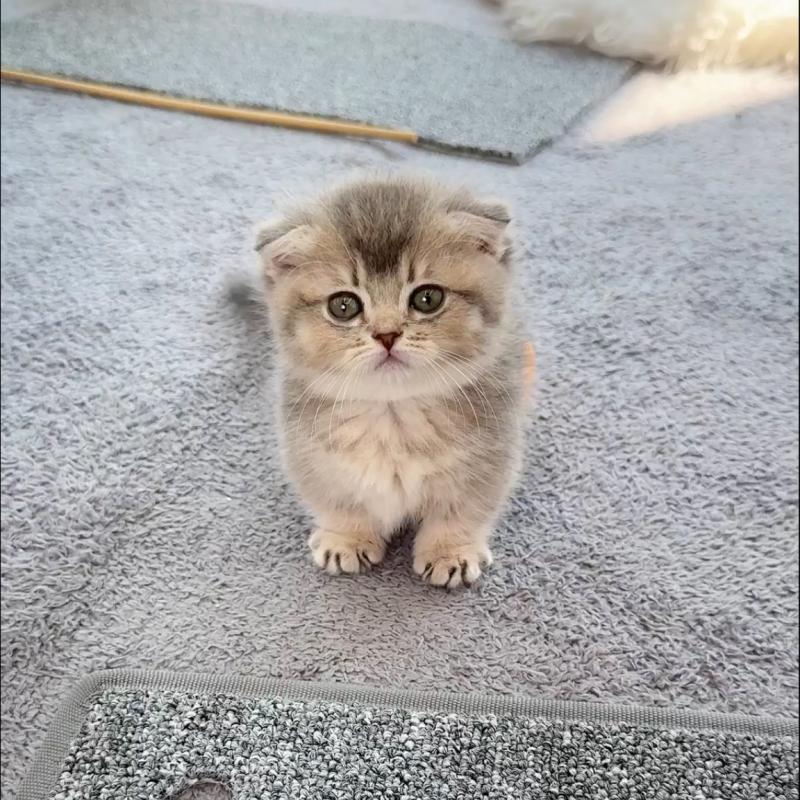 먼치킨(Munchkin)
