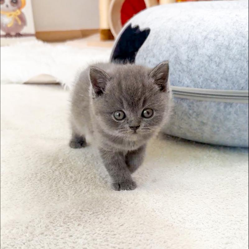브리티시숏헤어(British Shorthair)