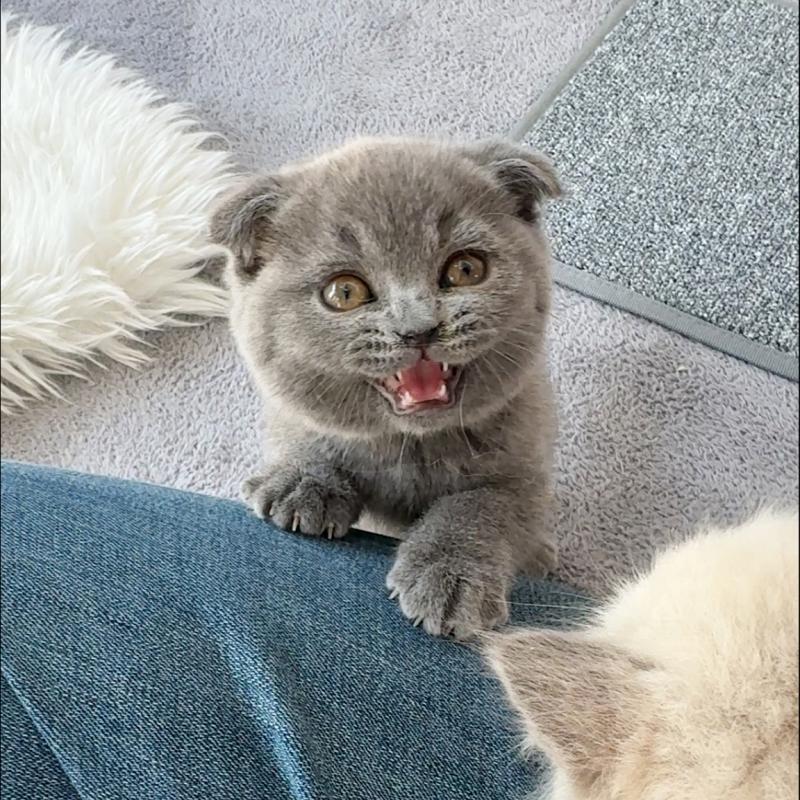 스코티쉬폴드(Scottish Fold)