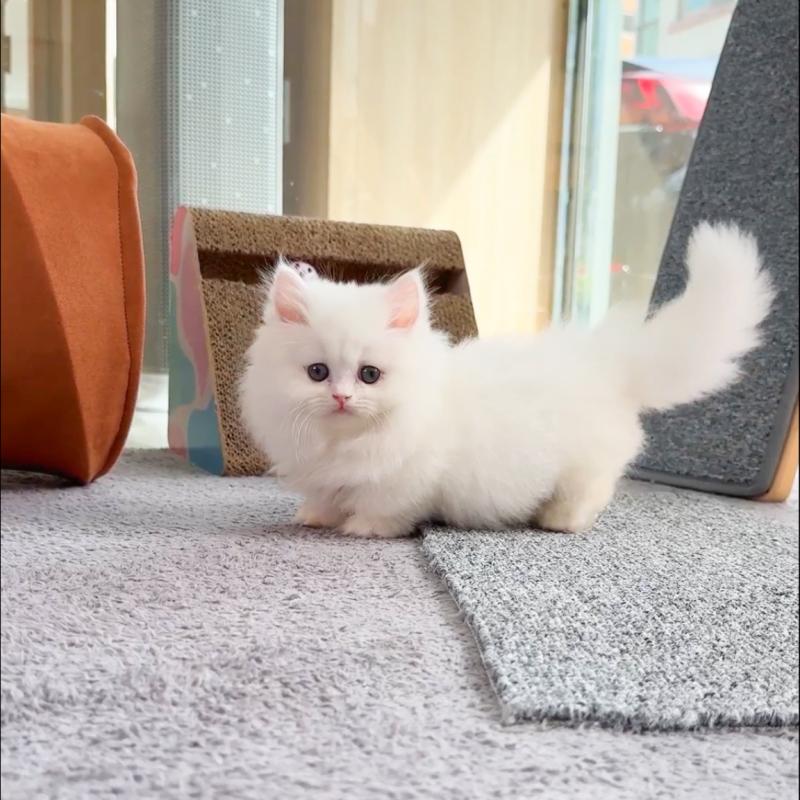 먼치킨(Munchkin)