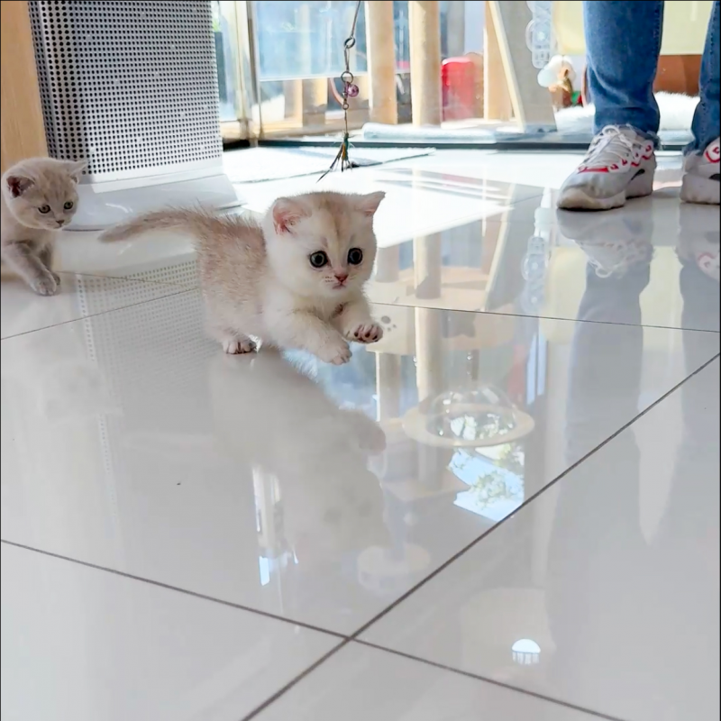 먼치킨(Munchkin)