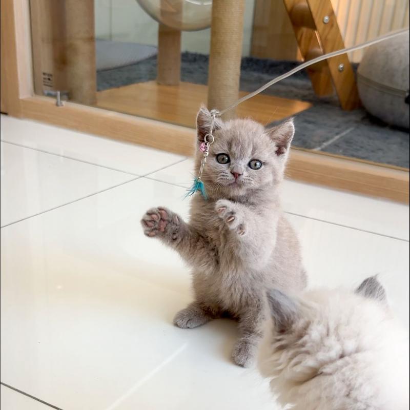 브리티시숏헤어(British Shorthair)