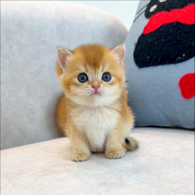 브리티시숏헤어(British Shorthair)