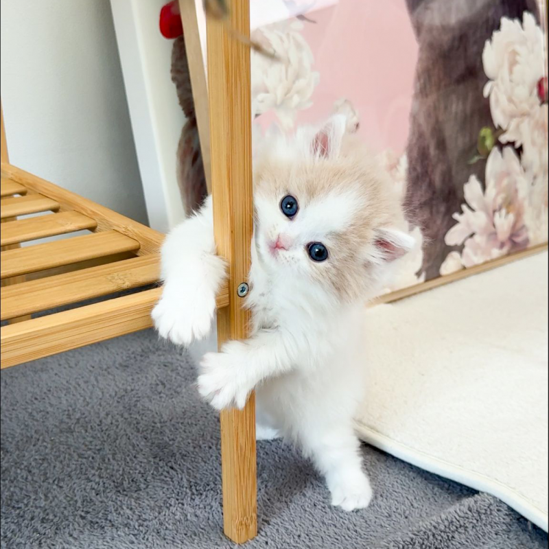 브리티쉬 롱헤어(British Longhair)