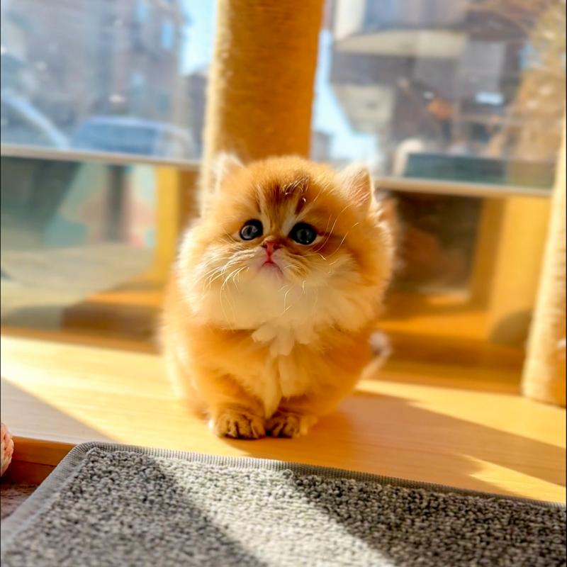 먼치킨(Munchkin)
