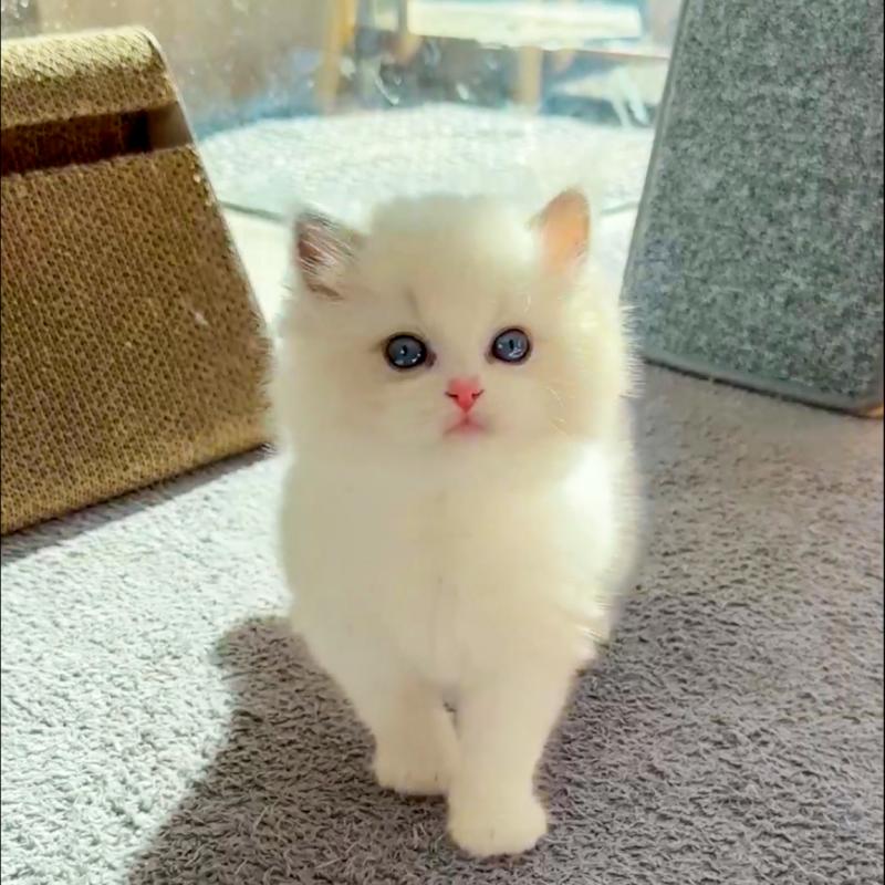 랙돌(Ragdoll)