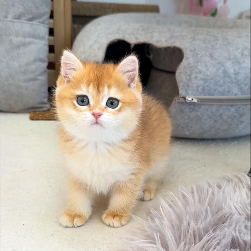 브리티시숏헤어(British Shorthair)