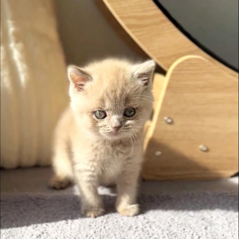 브리티시숏헤어(British Shorthair)