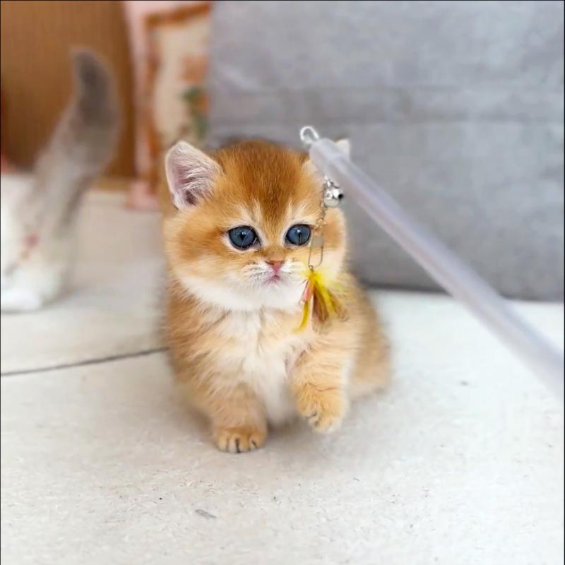 먼치킨(Munchkin)