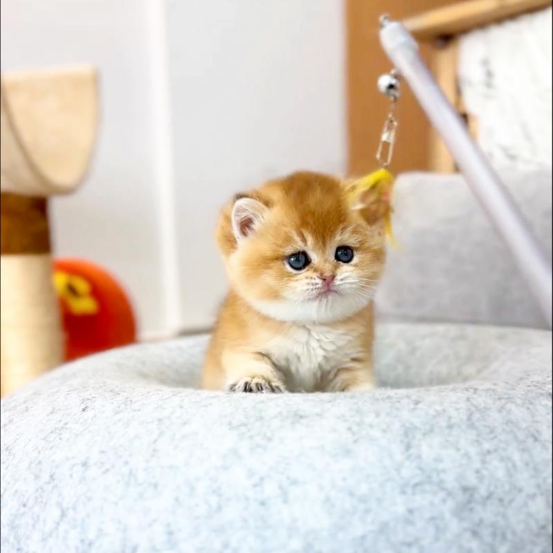 브리티시숏헤어(British Shorthair)